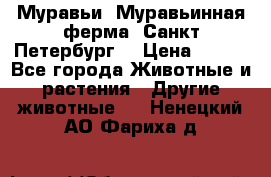 Муравьи, Муравьинная ферма. Санкт-Петербург. › Цена ­ 550 - Все города Животные и растения » Другие животные   . Ненецкий АО,Фариха д.